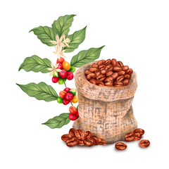Coffee beans in a woven canvas bag with a tree branch with flowers. Illustration with watercolor and marker. Coffee day. Isolated hand drawn art. Production of aromas of Robusta and Arabica varieties