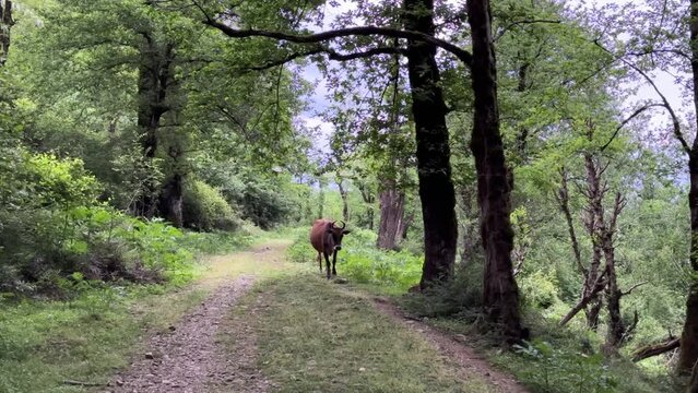 Cow bull walking in forest road way path in wild bushes lush green wonderful landscape hiking animal livestock herding highland forest shepherd working iran nomad Hyrcanian natural landmark attraction
