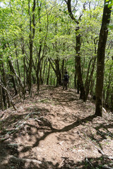 新緑の森の中を歩く