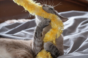 おもちゃで遊ぶ可愛い猫　シャムトラ猫