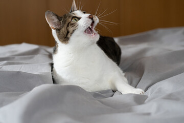 見上げて鳴く猫　キジトラ白