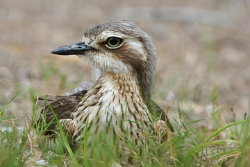 Wild lebender Langschwanztriel an der Küste von Magnetic Island - Australien