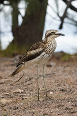 Wild lebender Langschwanztriel an der Küste von Magnetic Island - Australien