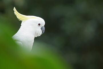 Wild lebender Kakadu auf Magnetic Island
