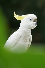 Wild lebender Kakadu auf Magnetic Island