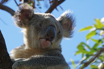 Koala entlang eines Wanderweges auf Megnetic Island - Australien