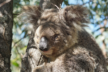 Koala entlang eines Wanderweges auf Megnetic Island - Australien