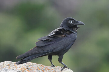 Wilde Krähe auf einem Felsen entlang eines Wanderwegs auf Magnetic Island - Australien