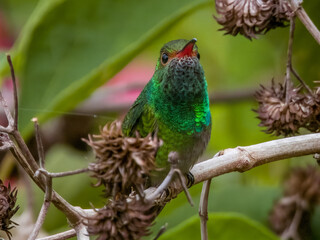 Rufous-tailed Hummingbird in Costa Rica