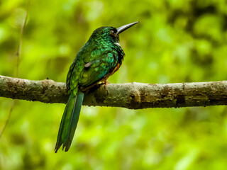 Rufous-tailed Jacamar in Costa Rica