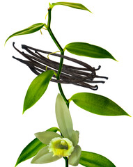 Vanille Bourbon, liane, gousses et fleur sur fond blanc 