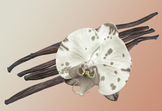 Vanille Bourbon 