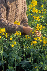 vertical close up view of an English farmer inspecting flowering oil seed rape crop in field. Location North Bedfordshire UK 1998.