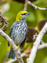 Speckled Tanager in Costa Rica