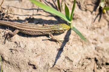 Portrait of a gray-green lizard outdoors