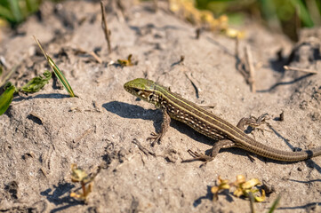 Portrait of a gray-green lizard outdoors