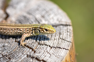 Portrait of a gray-green lizard outdoors
