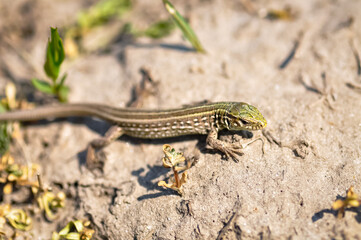 Portrait of a gray-green lizard outdoors