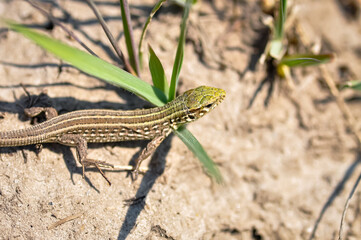 Portrait of a gray-green lizard outdoors