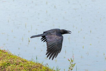 飛翔するハシブトガラス
