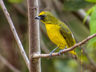 Thick-billed Euphonia in Costa Rica