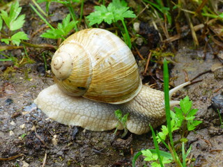 Weinbergschnecke