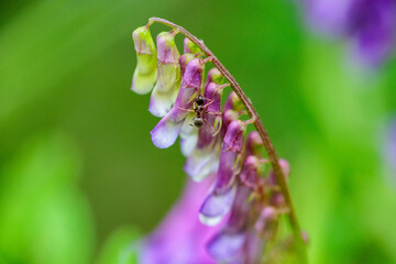 花の蜜を吸う蟻