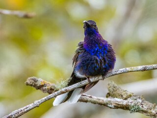 Violet Sabrewing in Costa Rica