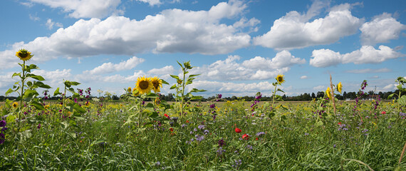 plantation bee-friendly plants with sunflowers, malva, phacelia and poppies. blue sky with clouds