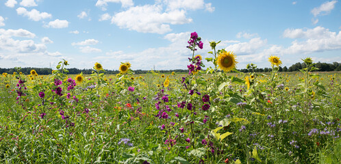 plantation bee fodder plants near Hohenbrunn, with sunflowers, malva, phacelia and poppies. blue...