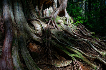 Western redcedar roots in Avatar Grove, Port Renfrew, British Columbia, Canada.