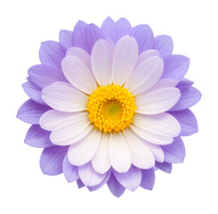 purple and white flower isolated on transparent background, extracted, png file