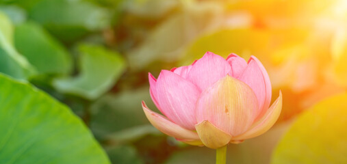 A pink lotus flower sways in the wind. Against the background of their green leaves. Lotus field on...