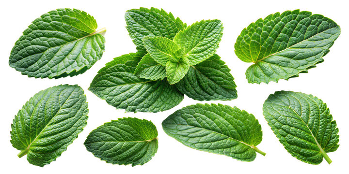 Collection of fresh mint leaves cut out