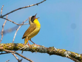 Yellow-throated Warbler singing on a branch against a blue sky.