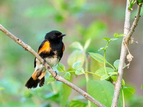 American Redstart bird perched on a branch in a forest.