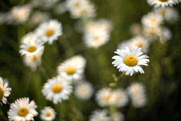 chamomile flowers, summer evening at sunset
