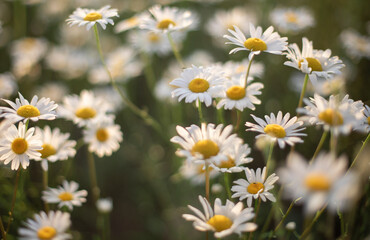 Obraz premium chamomile flowers, summer evening at sunset 