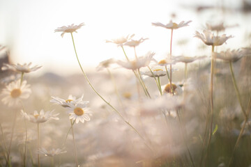 chamomile flowers, summer evening at sunset
