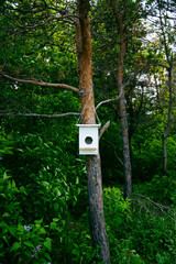 Beautiful birdhouse in forest. Birdhouse on tree at springtime. Wildlife concept. High quality photo