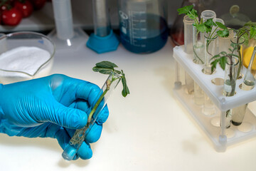 A researcher's hand holds a test tube with a soybean sprout, against the background of a table with...