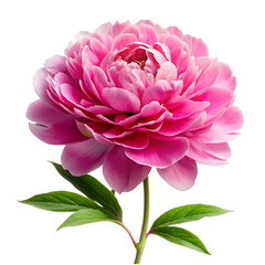 Scabiosa flower png isolated on transparent background