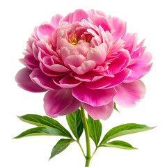 Scabiosa flower png isolated on transparent background