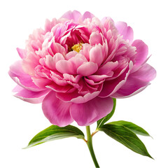 Scabiosa flower png isolated on transparent background