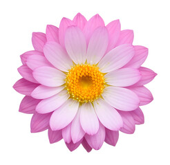 pink flower isolated on transparent background, extracted, png file