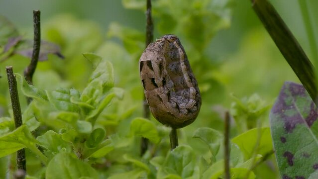 Lesser Yellow Underwing Moth Caterpillar Resting on Marjoram