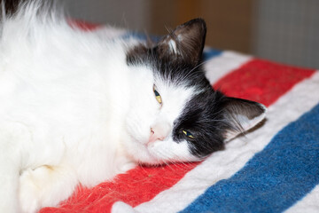 Black and white cat on red, white, and blue blanket