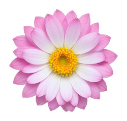 Obraz premium pink flower isolated on transparent background, extracted, png file