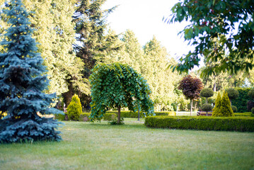 coniferous trees on blue sky background