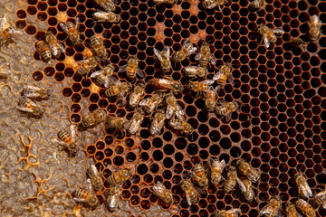 Queen bee in centre. Honeybees in nest around queen bee. .